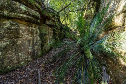 a palm tree in front of a rock wall at The Hollows - Kangaroo Valley in Kangaroo Valley