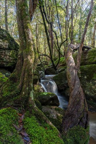 a tree and a stream in a forest at The Hollows - Kangaroo Valley in Kangaroo Valley