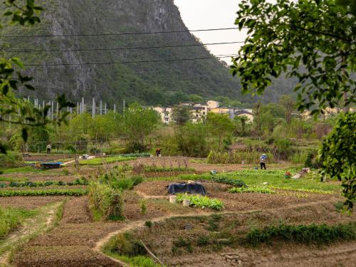 ein Feld von Kulturen mit einem Berg im Hintergrund in der Unterkunft The Beyond Villa Guilin Boutique Hotel in Guilin