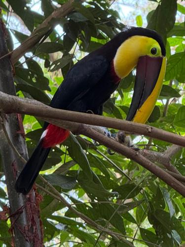 a toucan sitting on a tree branch at All Private Villa, Pool, HOT Jacuzzi, Magic Jungle Garden, Cocles Beach in Cocles
