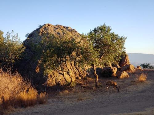 a horse grazing in a field next to a large rock at Views on the Hill in San Jose