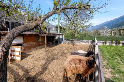 two animals standing next to a fence at Wiesenblick in Ciardes