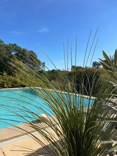 un palmier en face d'une piscine dans l'établissement Ô Coeur Des Ocres, à Roussillon