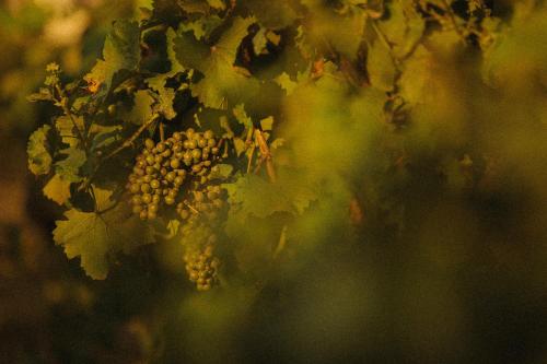 a bunch of grapes hanging from a tree at B Farm in Bobs Farm