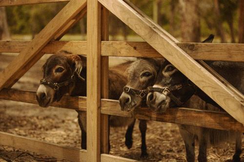 ホテルの敷地内または近くにいる動物