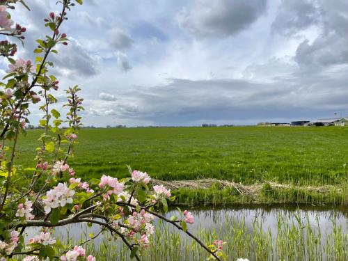 a field of grass with pink flowers and a body of water at Bed and Breakfast de Salix in Hitzum