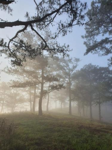 a foggy field with trees in the background at Triền Thông An Nhiên in Da Lat