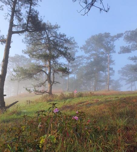a foggy field with trees and flowers in a field at Triền Thông An Nhiên in Da Lat
