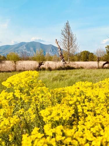 a giraffe standing in a field of yellow flowers at La Chiocciola Viaggiatrice in Palazzolo sullʼOglio