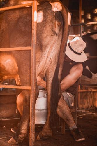 a man milking a cow in a barn at Granja La Lechuza Ecolodge in Oberá