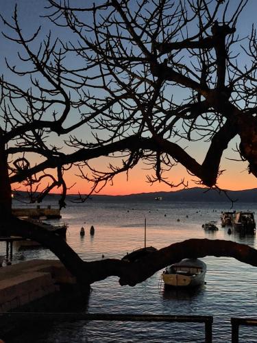 Kostrena Morski konjic