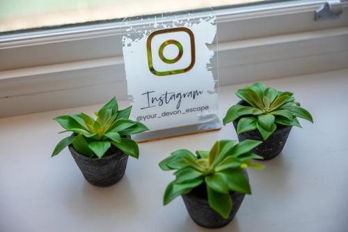 three plants sitting on a table next to a box at B&b Bunk Room Above Caf Alf Resco In Dartmouth in Dartmouth