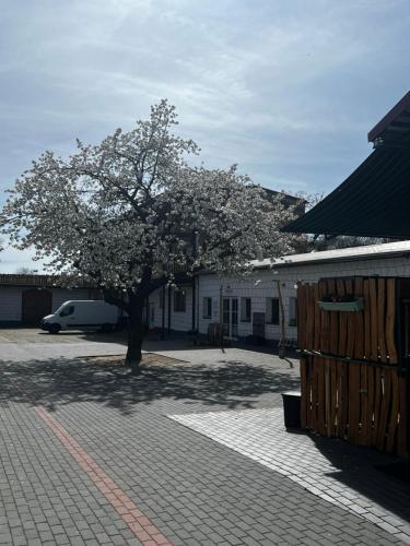 a tree in the middle of a courtyard with a building at Unseburger Brauhaus GmbH Ferienwohnung 6 in Unseburg