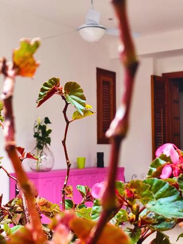 Foto A Casa da Mammi 1