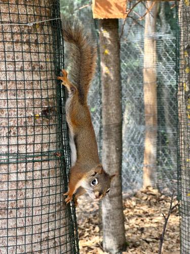 a squirrel standing on its hind legs in a cage at Vila Horec - depandance hotela Hubert Vital Resort in Vysoké Tatry