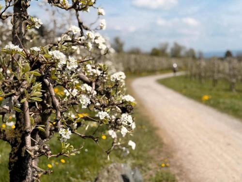 a dirt road with white flowers on a field at Hotel Garni Vitamari in Wasserburg am Bodensee