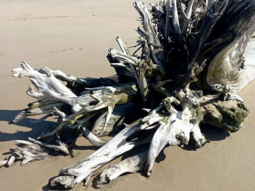 a pile of drift wood on the beach at Waves of Mercy in Trafalgar