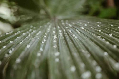 a close up of a green leaf with water droplets on it at Le Bled Ferme in Marrakech