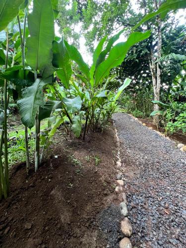 a path in a garden with green plants at Arenal Rústic Lodge in Fortuna