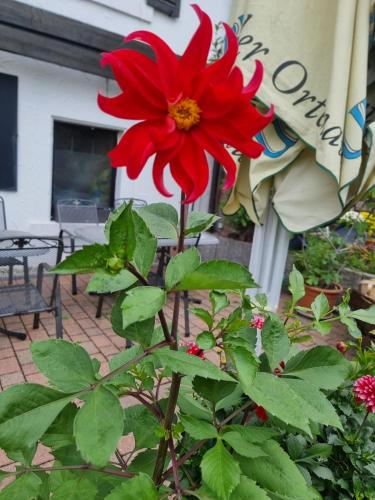 a red flower is growing in a garden at Gasthaus & Pension Bracki gusti in Baden-Baden