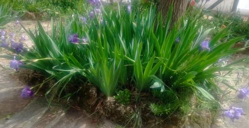 a plant with purple flowers in a garden at Finca Rústica La Pájara in Villanueva del Arzobispo