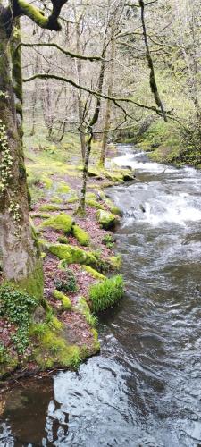 un ruisseau dans une zone boisée à côté d'une rivière dans l'établissement Gîte le Calsou 4 étoiles 3ch MontagneNoire Chât Cathare Carcassonne jardin rivière, à Caudebronde
