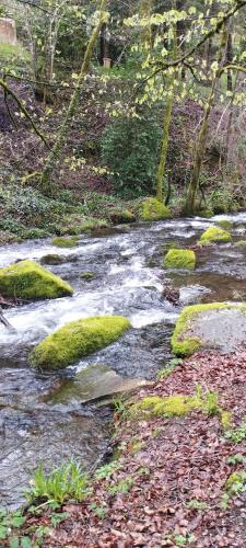 un ruisseau avec des roches recouvertes de mousses dans une forêt dans l'établissement Gîte le Calsou 4 étoiles 3ch MontagneNoire Chât Cathare Carcassonne jardin rivière, à Caudebronde