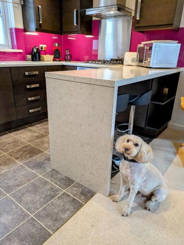 a dog sitting under a counter in a kitchen at Scarside in Ingleton 