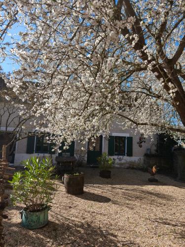 un arbre aux fleurs blanches devant une maison dans l'établissement LE COTTAGE DES SABLONS près du zoo de Beauval, à Saint-Romain-sur-Cher