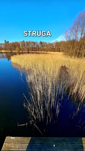a view of a lake with tall grass in the water at Zofia in Struga