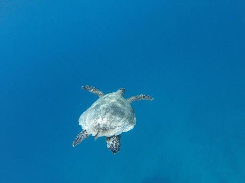 a green sea turtle swimming in the water at Paradise Homestay in Dadapan
