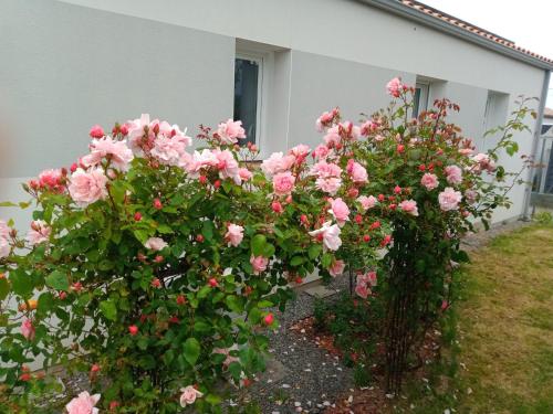 deux buissons de roses roses devant un bâtiment dans l'établissement perle rare à énergie positive, à Saint-Michel-Chef-Chef