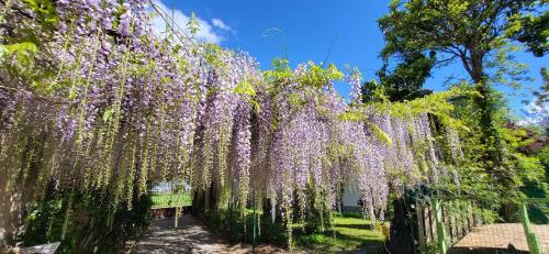 a wreath of purple flowers hanging from a fence at VILLA LAGO foreground - Pet friendly stay- garden-parking-Lake view- Bike friendly holiday house in Colico
