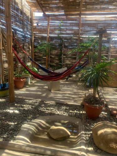 a hammock in a greenhouse with potted plants at Tayta Surf House in Lobitos