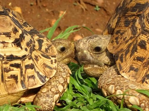two turtles are sitting next to each other at Emhosheni River Lodge in Balule Game Reserve
