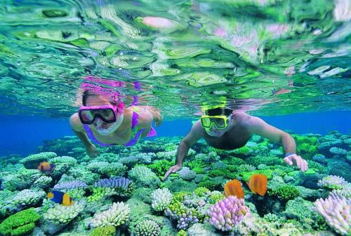 two people are swimming over a coral reef at Nautilus Apartments in Mission Beach