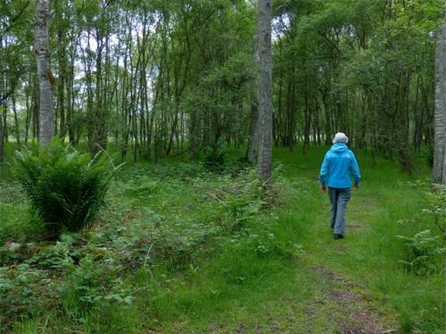 a person walking down a trail in the woods at Drumshademuir Caravan & Camping Park in Glamis