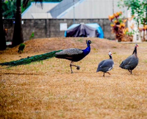 a group of three birds walking in the grass at Aloha Hotel & Resort in Oshogbo