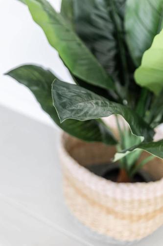 a green plant in a wicker pot at Lavender & Olive in Myrtleford
