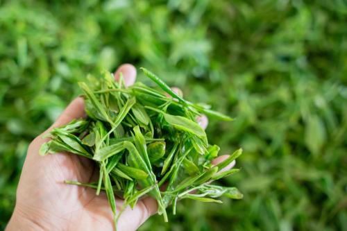 a hand holding a bunch of green grass at AHN LAN Ninghai in Ninghai