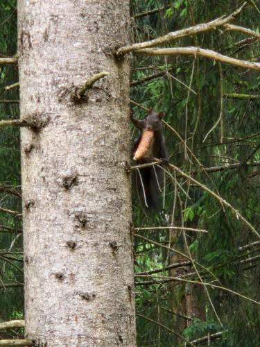 Gambar di galeri bagi Kachelofenwohnung Pölzleitner di Annaberg im Lammertal