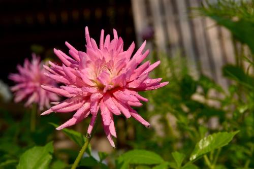 a pink flower in front of some green plants at B&B Mas de Lagorae in Tesero