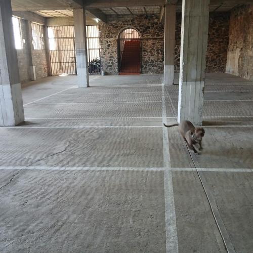 a small dog laying on the floor of a building at Hotel Alondra y Eventos in Los Laureles