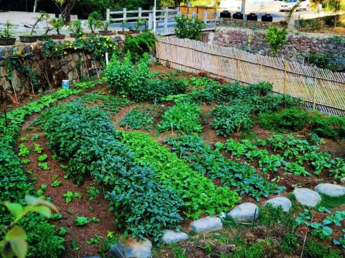 a garden with a bunch of green plants at 淳安千岛湖乡庐怡陌民宿 in Thousand Island Lake