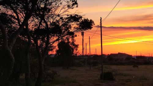 a tree in a field with a sunset in the background at Le Sciare di Torretta Granitola in Campobello di Mazara