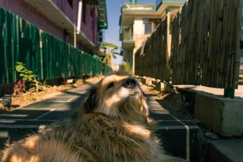 a dog laying on the ground looking up at the sky at The Jungalow by AVVAs Stays in Bīr
