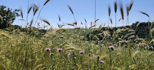 a field of tall grass with purple flowers in it at AltraTerra Casa Rurale in Colle Santa Colomba