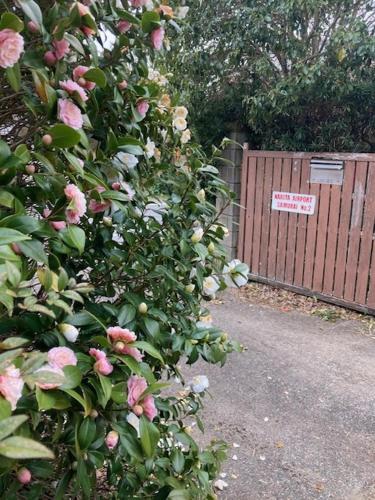 a bush with pink roses and a gate with a sign at Narita Airport Samurai Guesthouse -In front of Train Station- in Katori