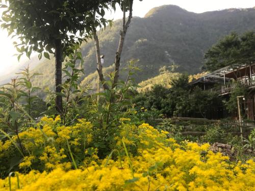 a field of yellow flowers with mountains in the background at Sau Meo Mountain View in Sa Pa