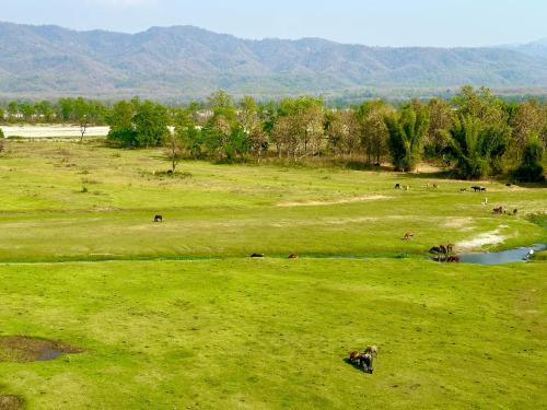 a group of animals grazing in a grassy field at Kala Retreat in Rishīkesh